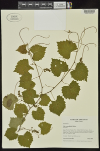 Vitis rotundifolia image