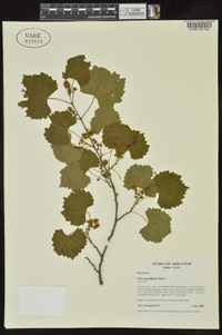 Vitis rotundifolia image