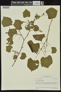 Vitis rotundifolia image