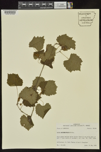 Vitis rotundifolia image