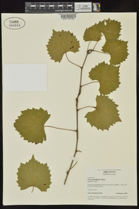 Vitis rotundifolia image