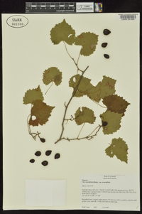 Vitis rotundifolia image