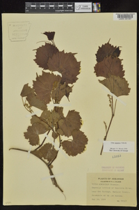 Vitis rupestris image