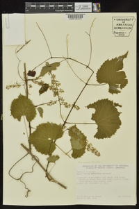 Vitis vulpina image