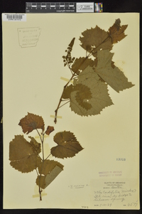 Vitis vulpina image