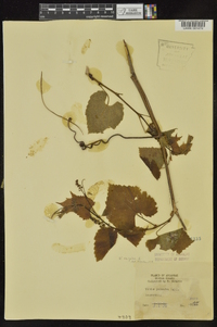 Vitis vulpina image