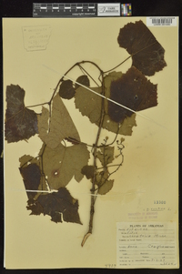 Vitis vulpina image