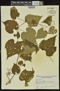 Vitis vulpina image