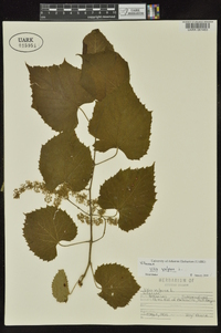 Vitis vulpina image