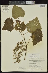 Vitis vulpina image