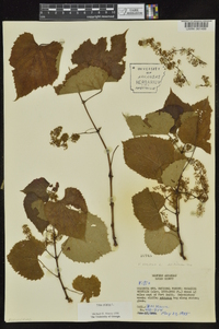 Vitis vulpina image