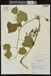 Vitis vulpina image