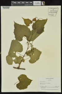 Vitis vulpina image