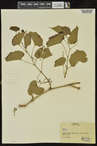 Vitis vulpina image