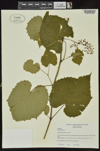 Vitis vulpina image