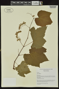 Vitis vulpina image