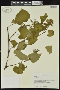 Vitis vulpina image