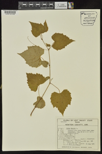 Vitis vulpina image