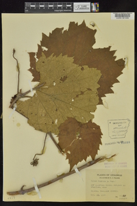 Vitis vulpina image