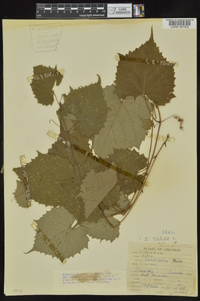 Vitis vulpina image