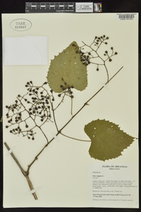 Vitis vulpina image