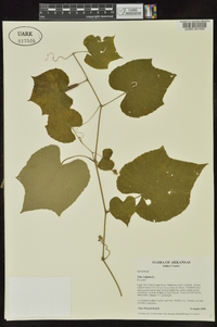 Vitis vulpina image