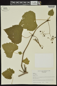 Vitis vulpina image