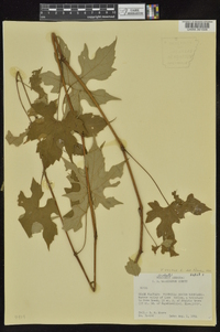 Vitis vulpina image