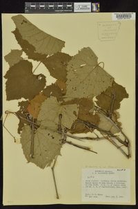 Vitis vulpina image