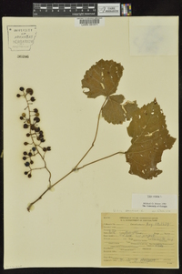 Vitis vulpina image