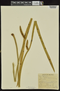 Acorus calamus image