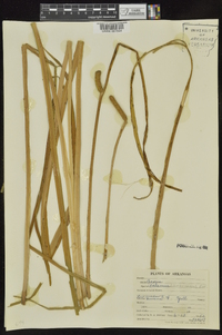 Acorus calamus image