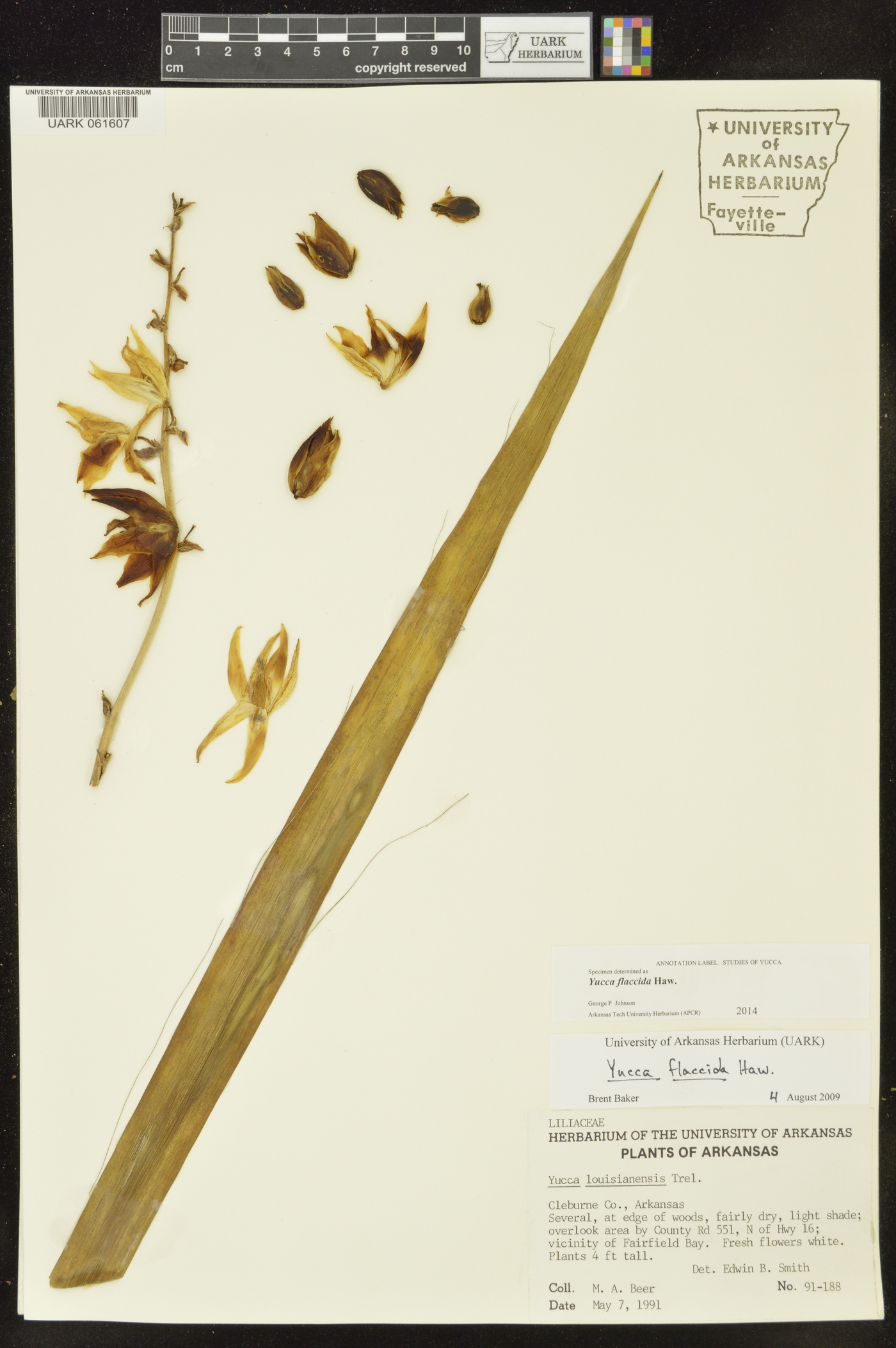 Yucca flaccida image