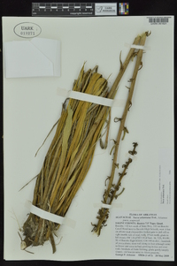 Yucca arkansana image