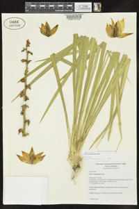 Yucca arkansana image