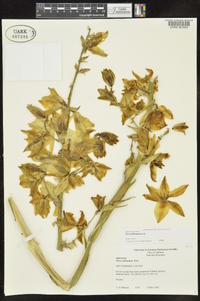 Yucca filamentosa image