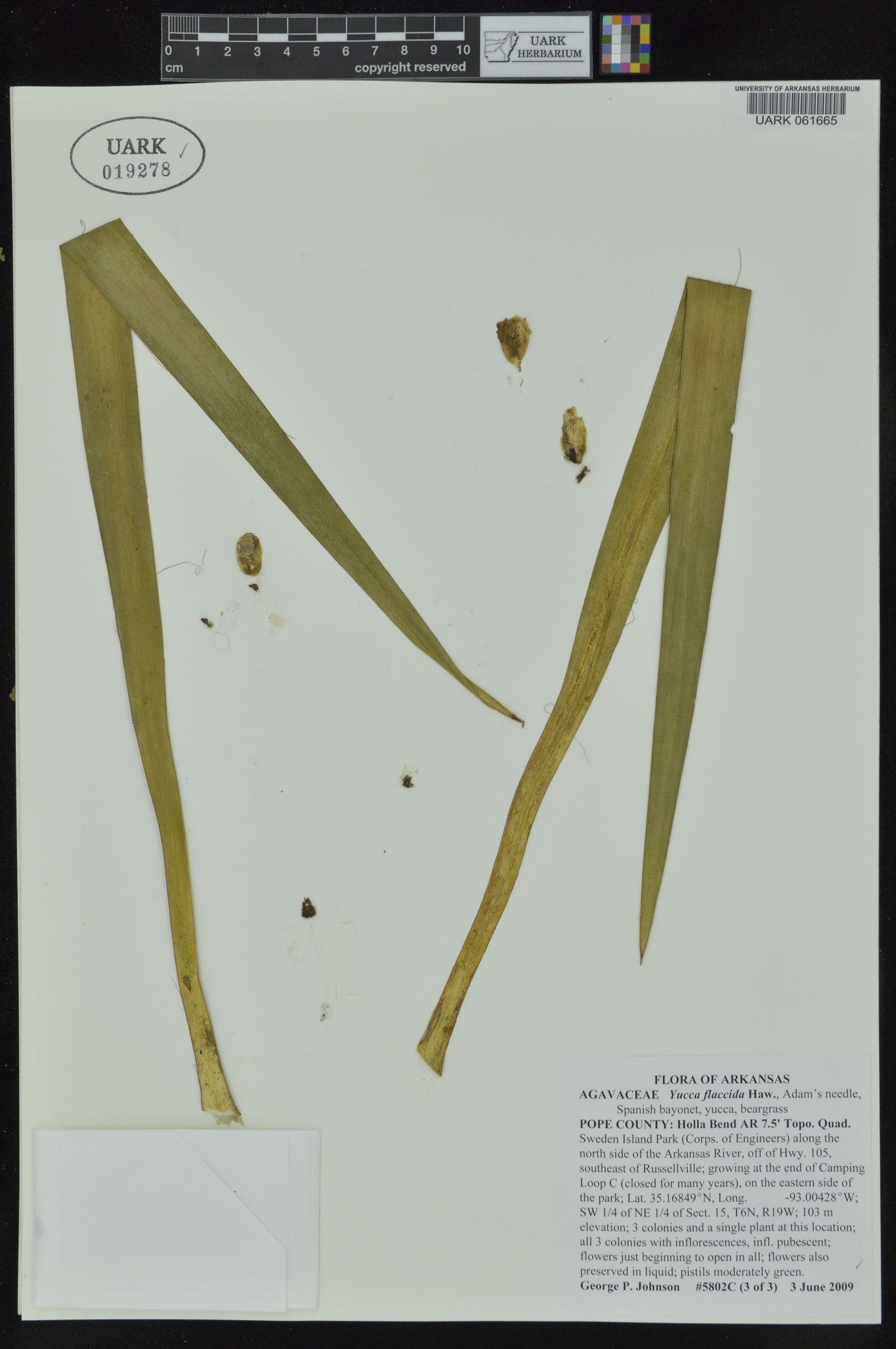 Yucca flaccida image