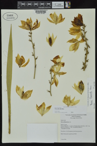 Yucca flaccida image