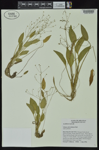 Alisma subcordatum image