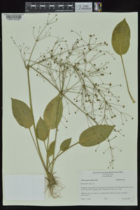 Alisma subcordatum image