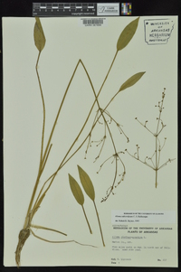 Alisma subcordatum image