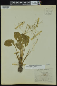 Alisma subcordatum image