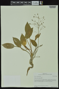 Alisma subcordatum image