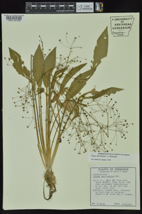 Alisma subcordatum image