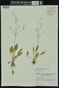 Alisma subcordatum image