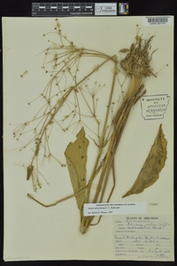 Alisma subcordatum image