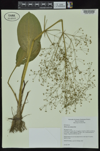 Alisma subcordatum image