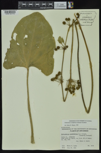 Echinodorus cordifolius image