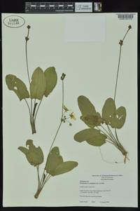 Echinodorus cordifolius image