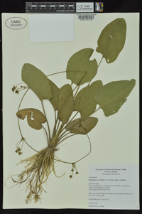 Echinodorus cordifolius image